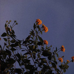 美女把逼给男人插
